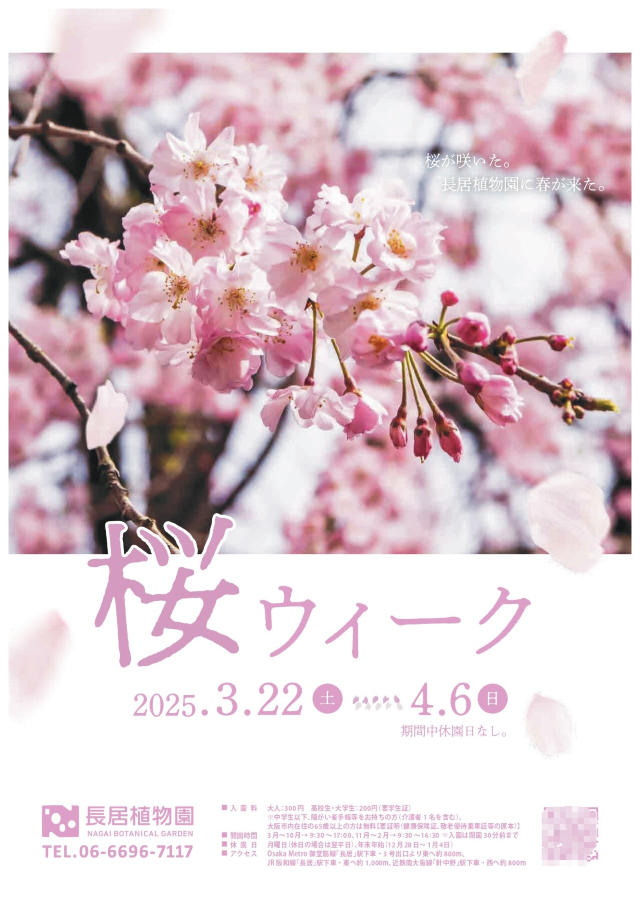 Cherry Blossom Week at Changju Botanical Garden | Nagai Botanical Garden