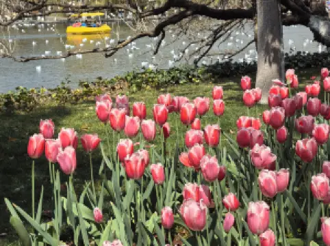 สวนสาธารณะชุ่ยหู