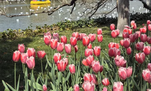 สวนสาธารณะชุ่ยหู