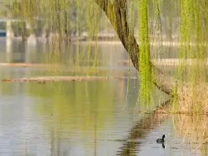 Fioriture Primaverili a Sanmenxia: le opzioni più popolari