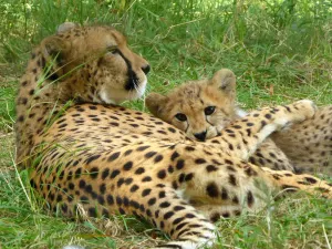 Tiergarten Schoenbrunn - Zoo Vienna