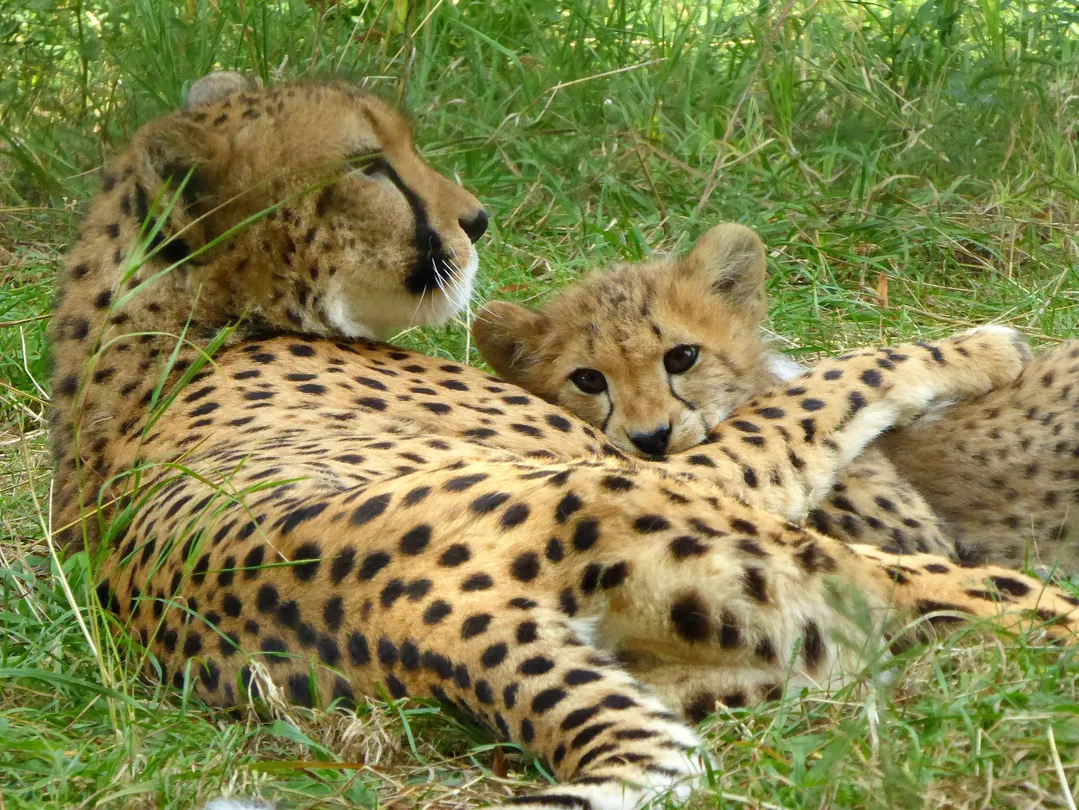 2_Tiergarten Schoenbrunn - Zoo Vienna