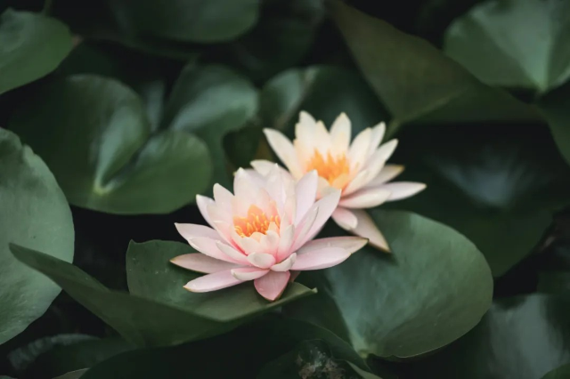 上海辰山植物園睡蓮展 | 上海辰山植物園
