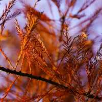 #體驗探索大自然《市區影紅葉🍁尤如置身加拿大湖景》