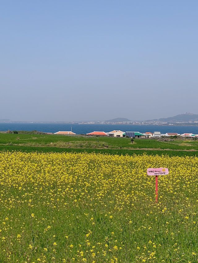 새로운 유채꽃 명소 ᓆ