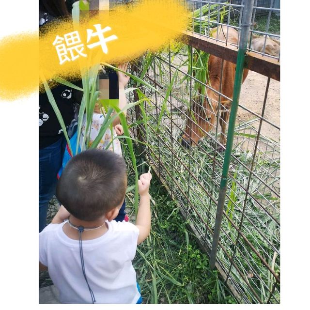 綠田園-水上單車最好玩