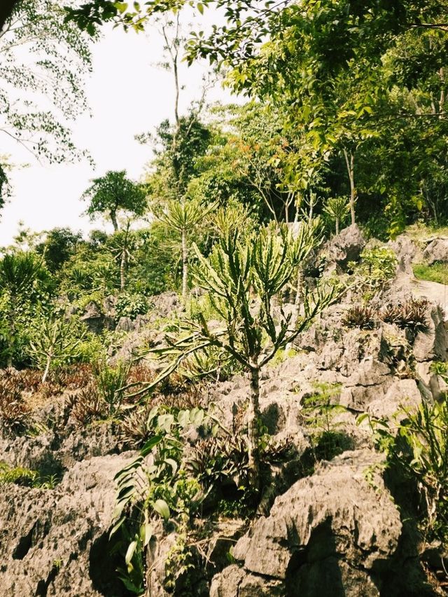 Rainforest hiking adventure