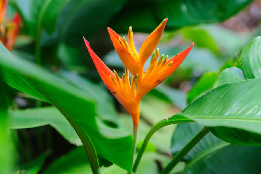 Tropical Flower Garden