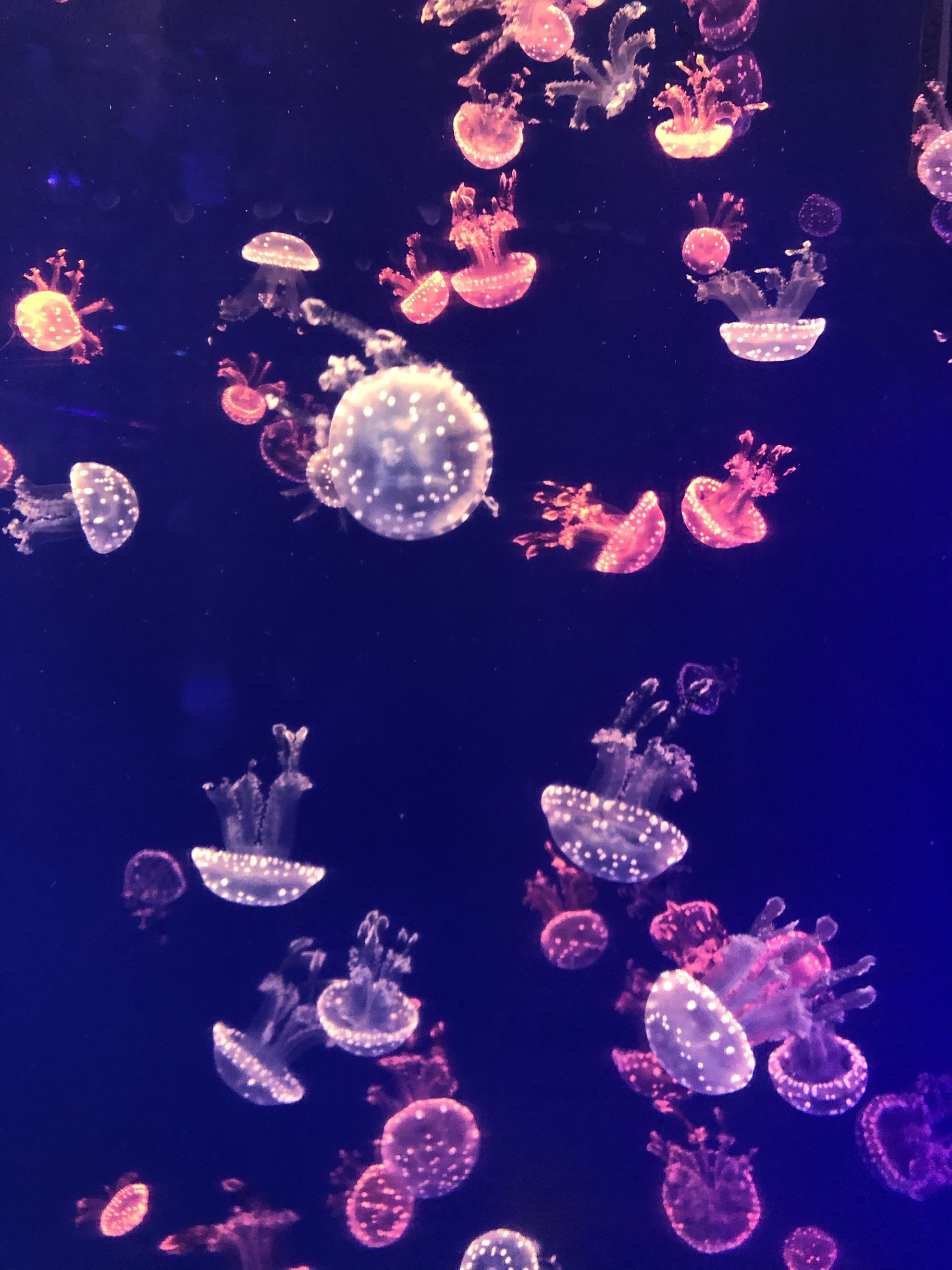 上海海昌海洋公園旅遊攻略指南 上海海昌海洋公園評價 上海海昌海洋公園附近推薦 Trip Com