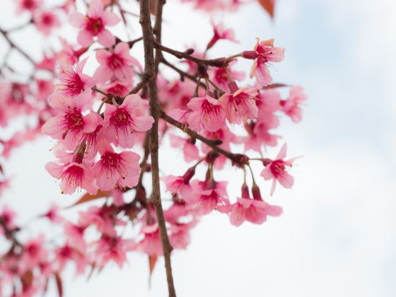 Taipin Sakura Garden, Yongfu Town