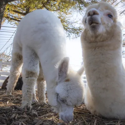 Отели рядом со станцией JR Tochigi Station