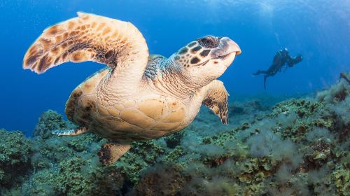 Turtle National Reserve Areas