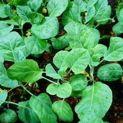 nhà trọ Ở Đài Đông