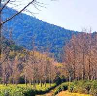 Wangshan Forest Park, Suzhou