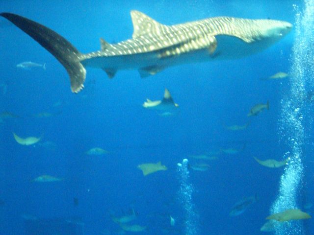 沖縄県　美ら海水族館