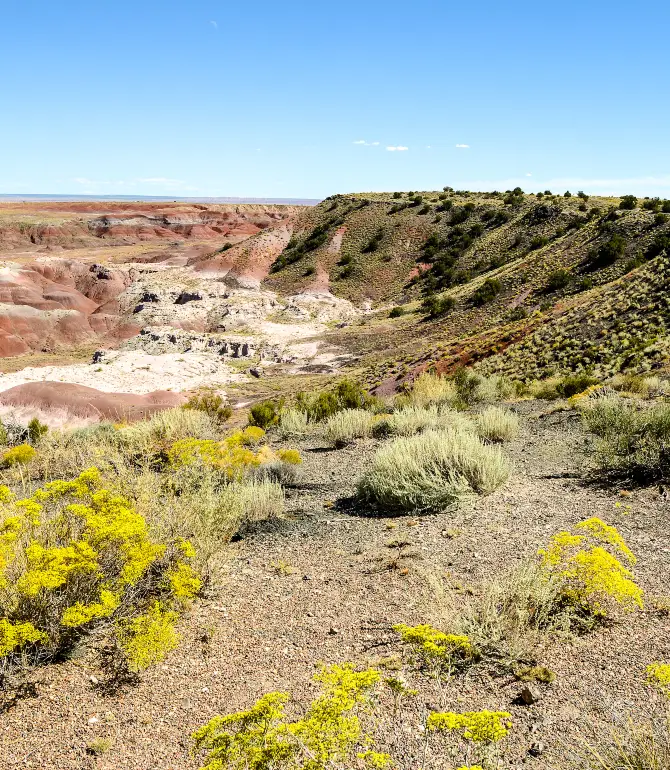 Petrified Forest National Park