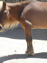 America's Teaching Zoo at Moorpark College