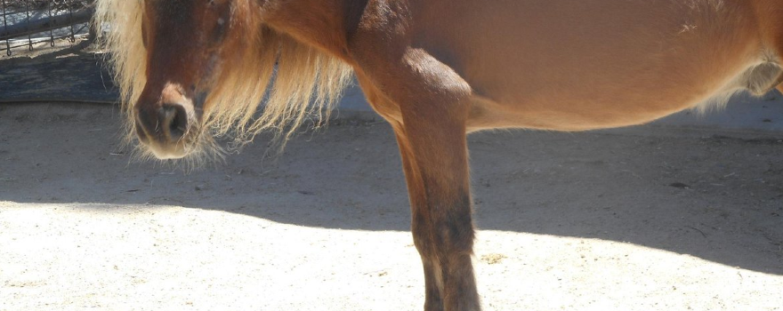 The Teaching Zoo at Moorpark College
