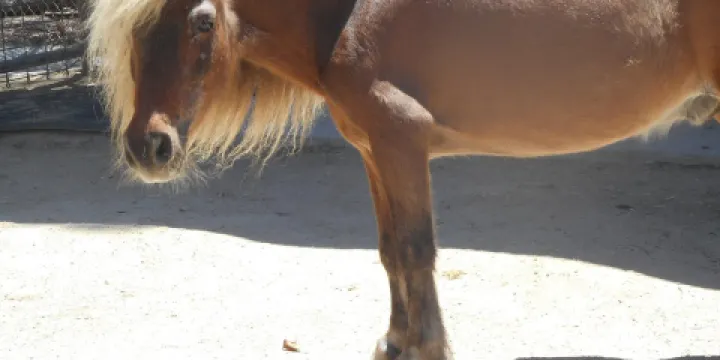 America's Teaching Zoo at Moorpark College