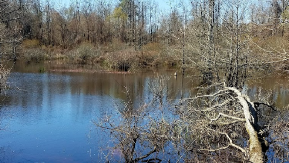 Bayou Bartholomew