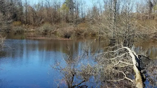 Bayou Bartholomew