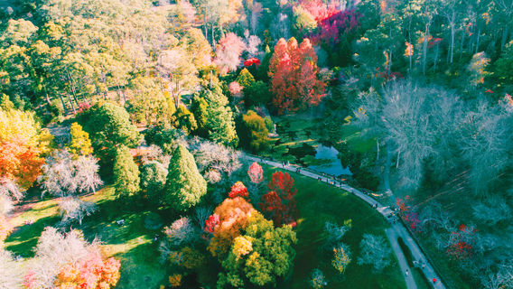 Mount Lofty Botanic Garden