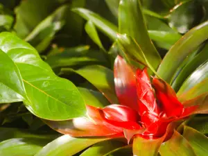 Franklin Park Conservatory and Botanical Gardens