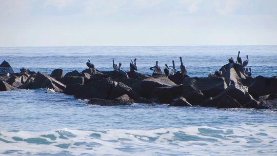 Fort Pierce Inlet State Park