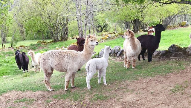 La Montagnes des Lamas