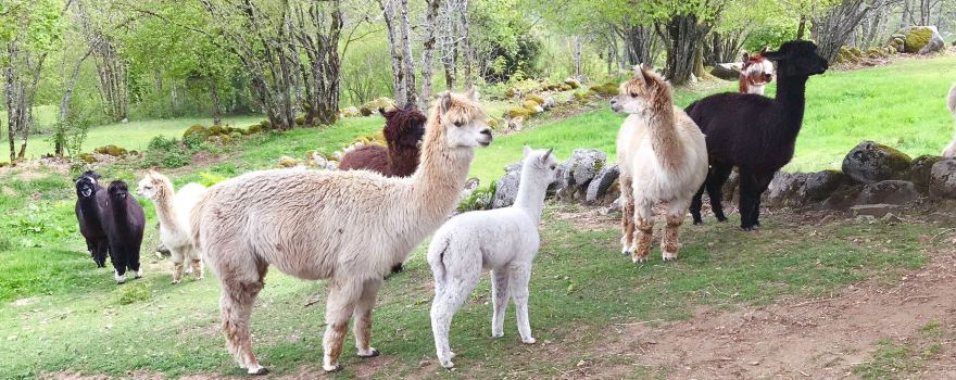 La Montagnes des Lamas