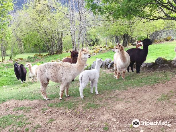 La Montagnes des Lamas
