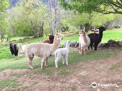 La Montagnes des Lamas