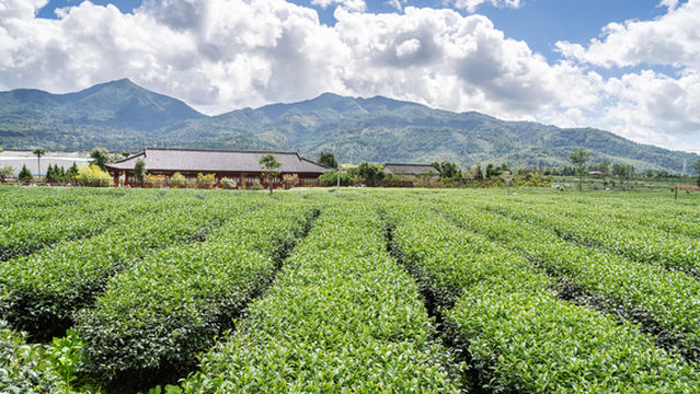 Tea Picking in Tengchong