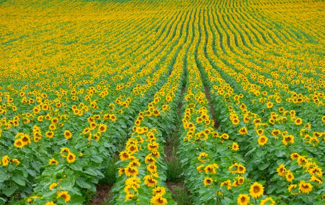 Sunflower Viewing in Ulanqab