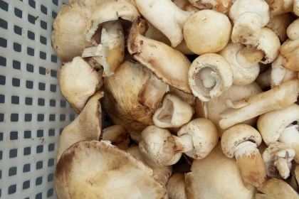 Chuan chu xiao cai fang