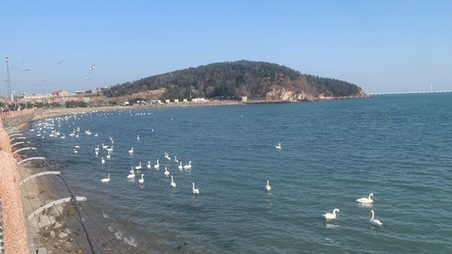 Yandunjiao Swan Lake