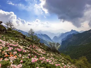 Qin Ling