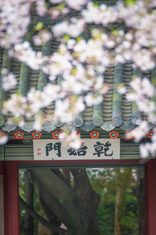 Cherry Blossom Viewing in Jeju