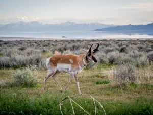Popular Spring Outings in Davis County