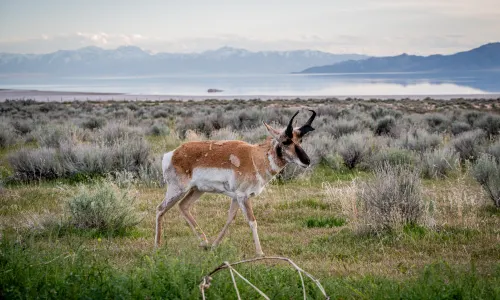 Antelope Island State Park