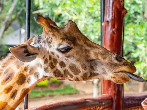 Giraffe Centre
