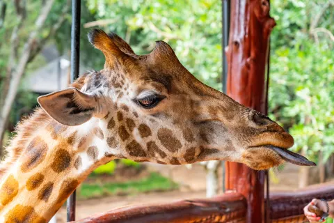 Giraffe Centre