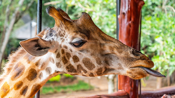 Giraffe Centre