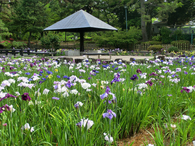 Tsurumai Park  Iris Festival | Nagoya