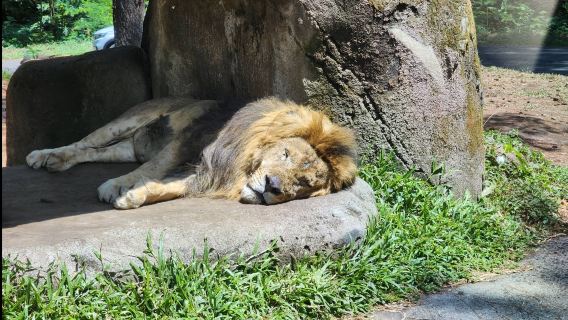Loket Tiket Taman Safari Prigen