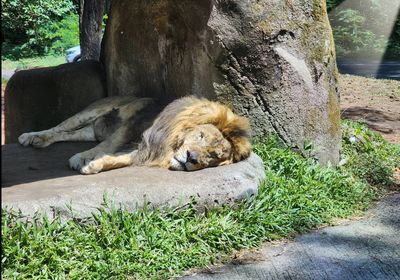 Loket Tiket Taman Safari Prigen