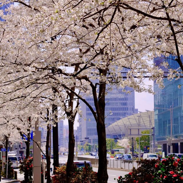 東京駅周辺の桜並木