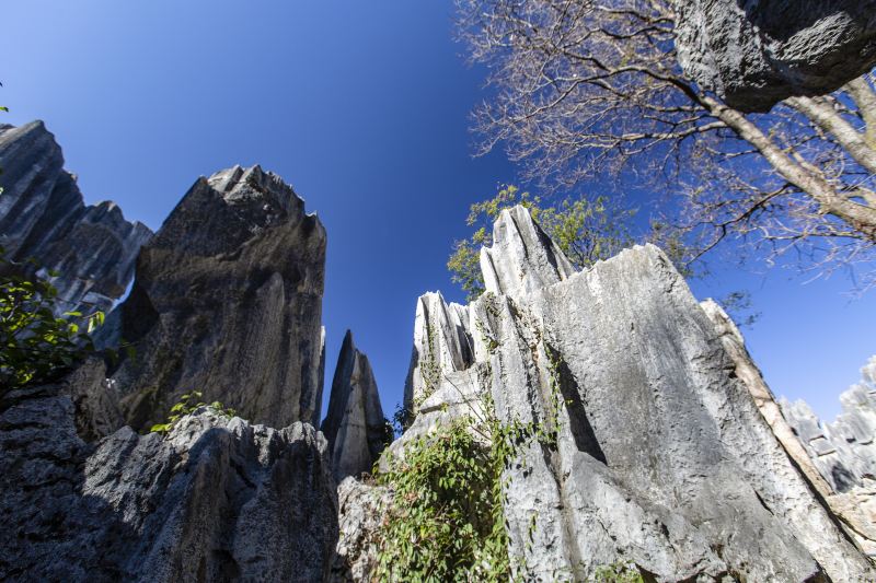 Jade Forest Scenic Area