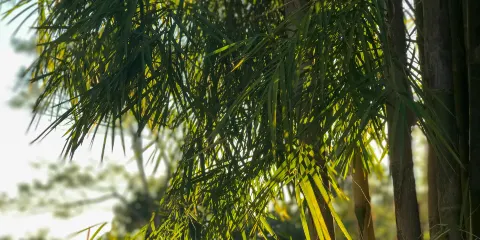 南陽月季公園