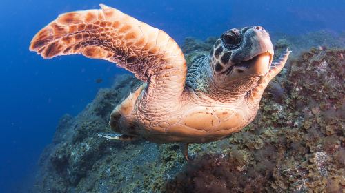 Turtle National Reserve Areas